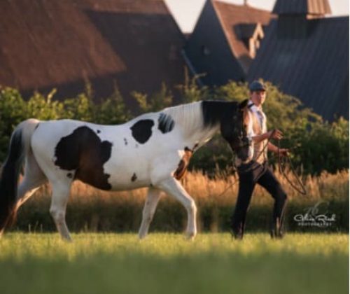 Instructional Video: Leading Position for Horses