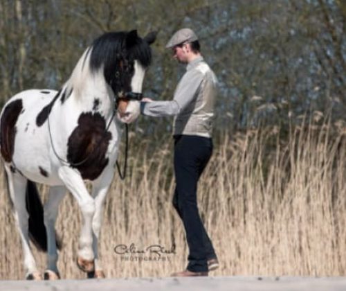 Instructional Video: In-Hand Work for Horses