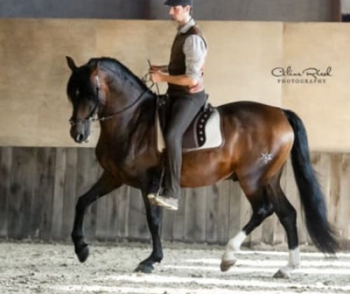 Instructional Video: Lateral Movements & More