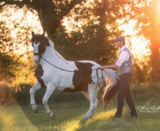 Instructional Video:-pferde-moorhof.jpg